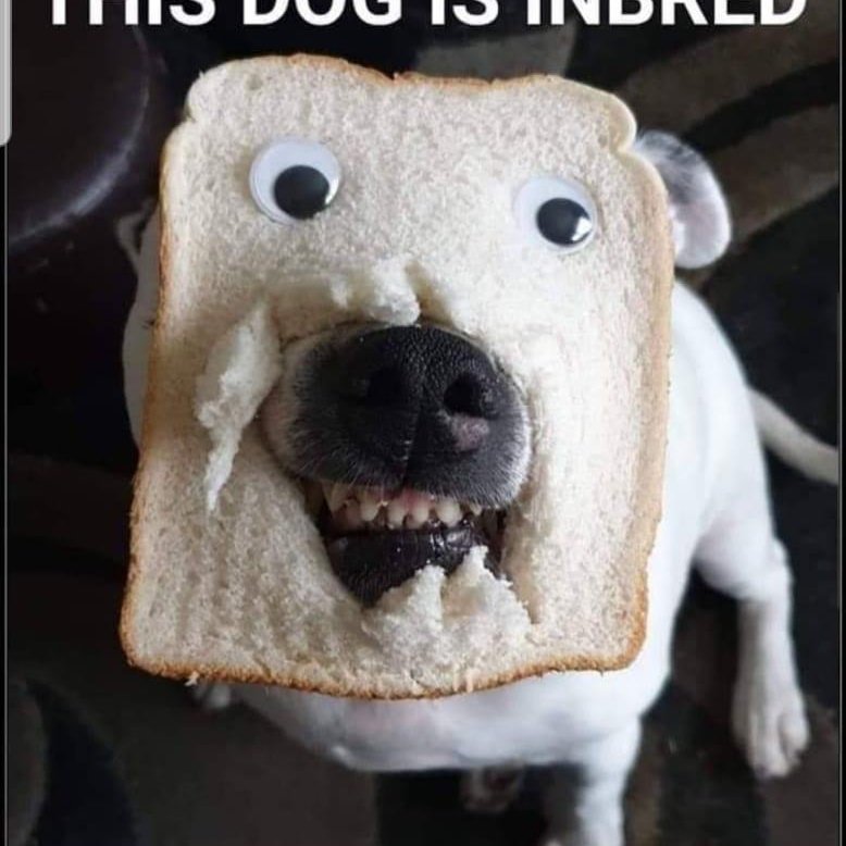 Do Dogs Inbred