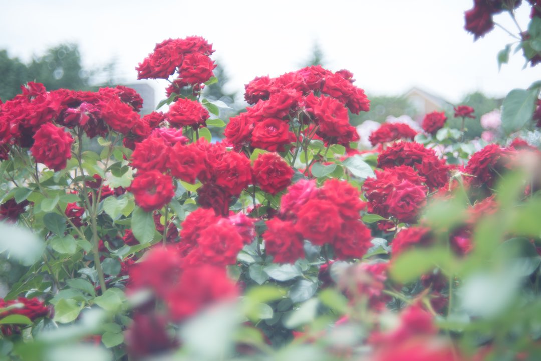 もっちゃん Twitter ನಲ ಲ エモい バラ 薔薇 京成バラ園 カメラ好きな人と繋がりたい 写真好きな人と繋がりたい 写真を撮ってる人と繋がりたい ファインダー越しの私の世界