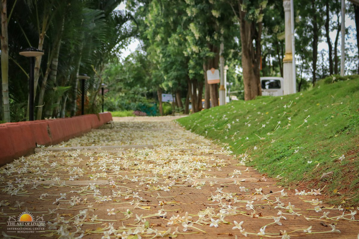 ArtofLivingIC's tweet photo. Every year thousands of devotees experience Inner Blossoming during Navratri Celebrations. 

The blooming white Jasmines are ready to welcome you for this #Navratri2019 at The Art of Living International Center, Bengaluru. https://t.co/5HqGOeHYfg