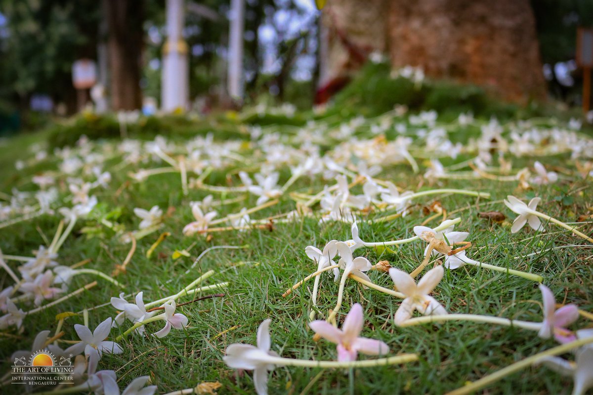 ArtofLivingIC's tweet photo. Every year thousands of devotees experience Inner Blossoming during Navratri Celebrations. 

The blooming white Jasmines are ready to welcome you for this #Navratri2019 at The Art of Living International Center, Bengaluru. https://t.co/5HqGOeHYfg