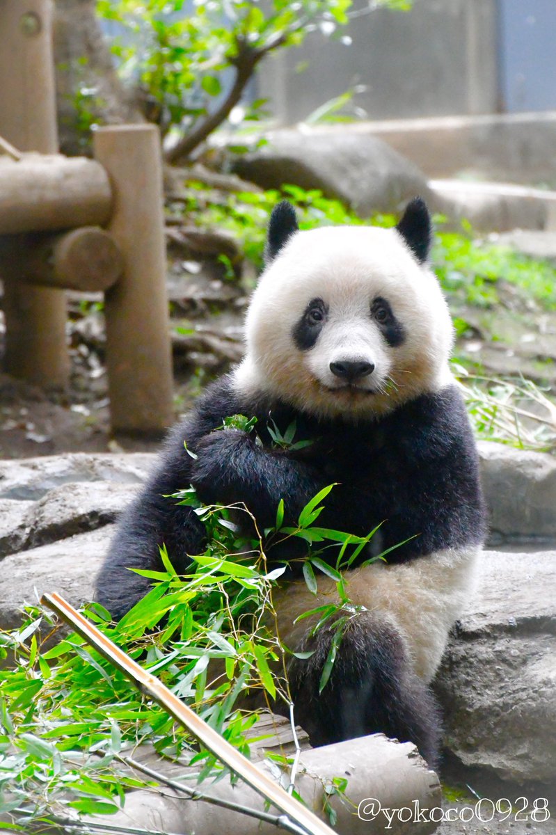 ট ইট র よここ 9 14 昨日のシャンシャンちゃん アップしてない可愛いショットがまだまだありましたのでどうぞご覧下さい 上野動物園 シャンシャン パンダ Panda 香香 Xiangxiang