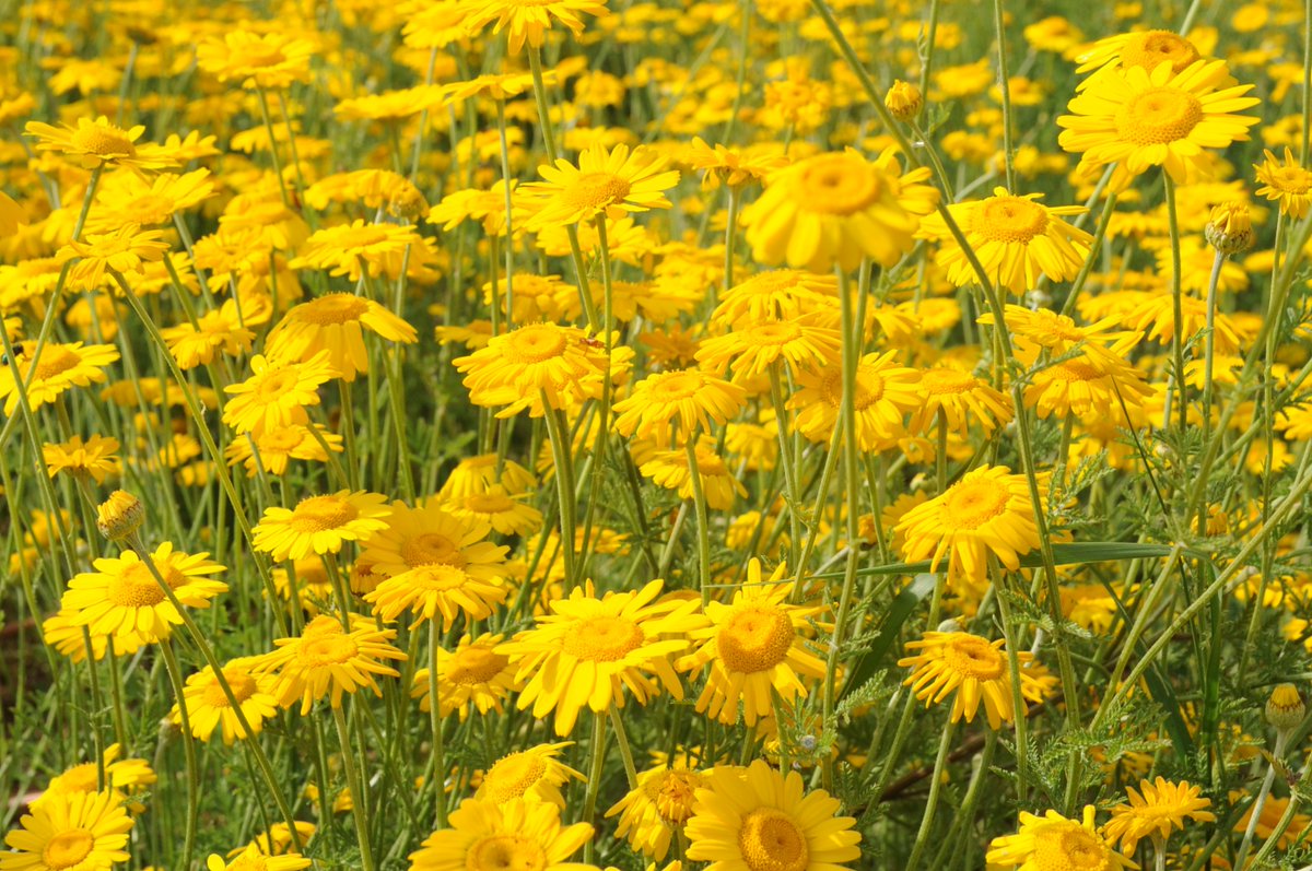 Dave Goulson tweet media