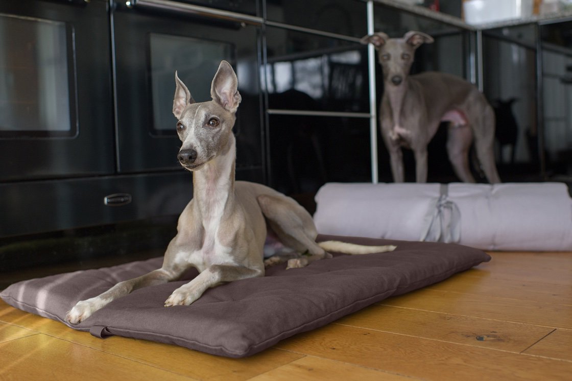 HoundLounging's tweet photo. This time next week we'll be setting up at the fab @ChiswickDogShow. We've got new lines (including this earthy brown Cotton Travel Roll) plus discounts for Show-goers! Hope to see you there 😎
#chiswickhousedogshow #chiswickdogs #dogfriendlychiswick https://t.co/ct1L5qbtK9