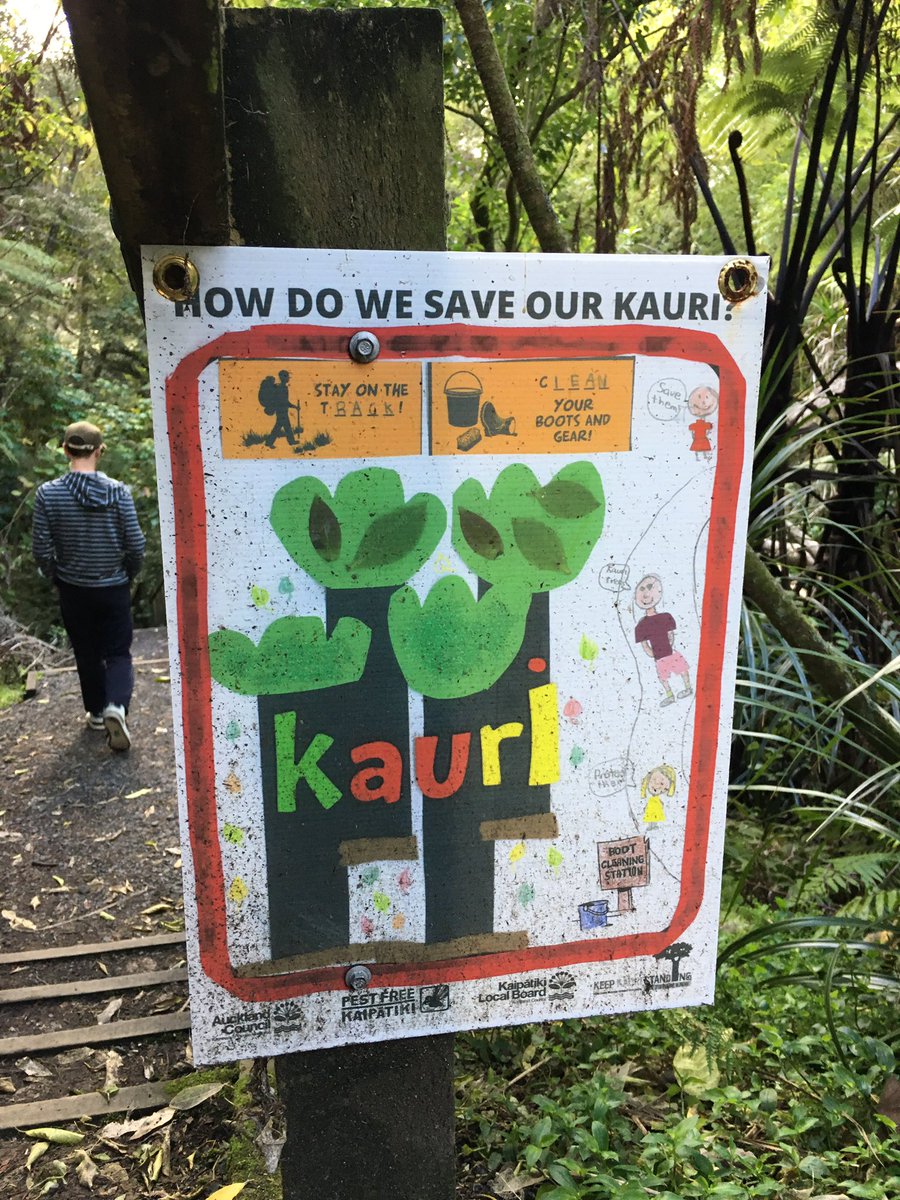 beyond_fence's tweet photo. Love these #kauridieback posters made by local students in Birkenhead for Le Roys Bush #ConservationWeek Don’t Let This Be My Last Birthday! https://t.co/LYSNbWIIpb