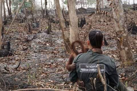 Kapindiang1997's tweet photo. Kemana kah hati nurani mu wahai para manusia yg bakar hutan dan para penguasa😭😭😭😭

Kita sebagai manusia masih bisa mengungsi tempat saudara atau menjauh dari lokasi mencari tempat yg aman😫😫

Tapi kalau hewan ini gimana😭😭😭

#TsunamiAsapPenguasaTerlelap https://t.co/V9s8WIpkhC