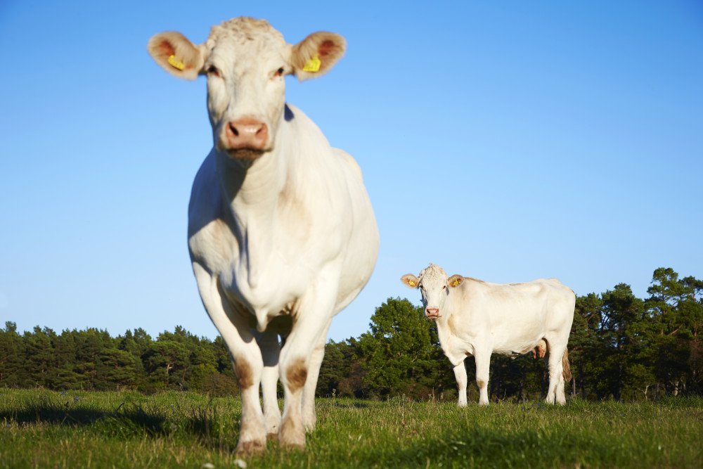 Ny undersökning: Åtta av tio väljer bort importerat kött för klimatets skull  mynewsdesk.com/se/svensktkott…