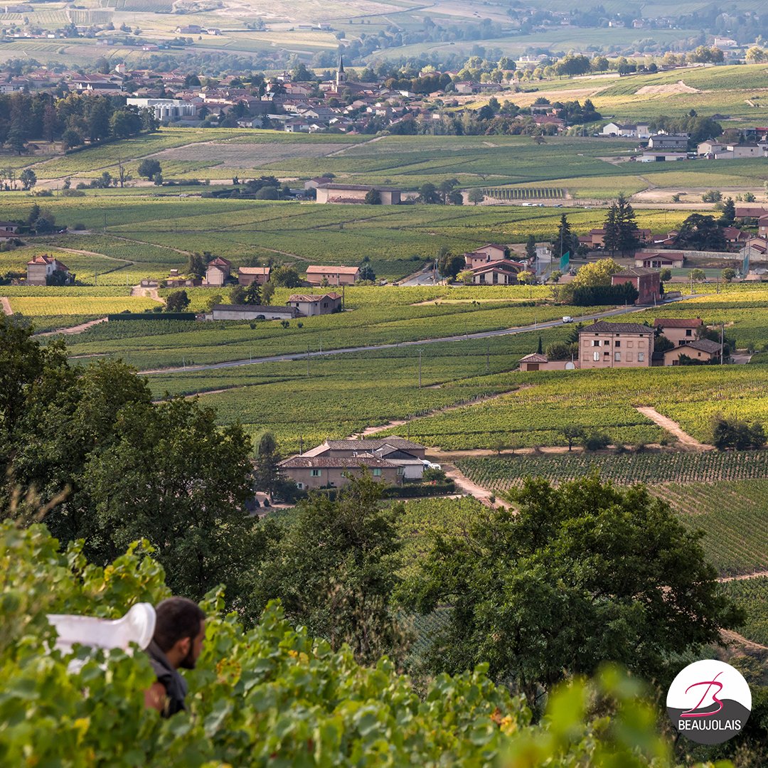vinsbeaujolais's tweet photo. Vignes en coteaux et récolte avec vue : Une nouvelle semaine de vendanges commence en #Beaujolais ! #Vinsdubeaujolais
📸 @vinsbeaujolais / Etienne Ramousse https://t.co/oAN9IJrJxb
