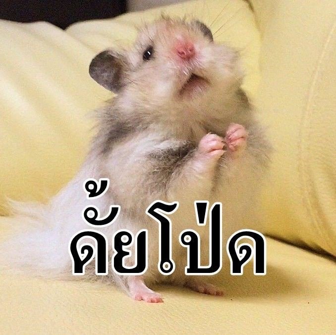 Funnymemeza's tweet photo. #มีม #มีมตลก #มีมหมา #มีมแมว https://t.co/vyzgDfFUCa
