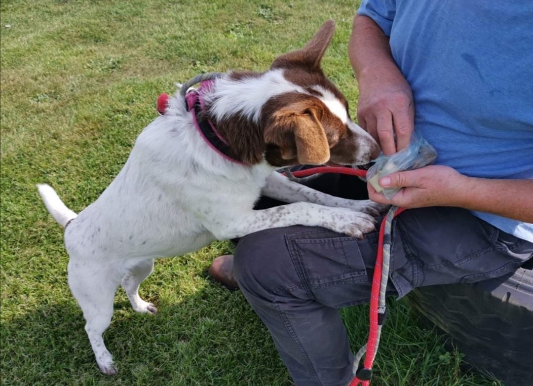 EvermoreDog's tweet photo. Tulip has been at the rehoming centre for months now. It is so incredibly sad that she keeps getting overlooked in favour for smaller or fluffier dogs. She has lots of energy but, as you can see, she also has lots of love to give a special someone. Please RT like crazy. 🙏 https://t.co/E1p3IRXPqM