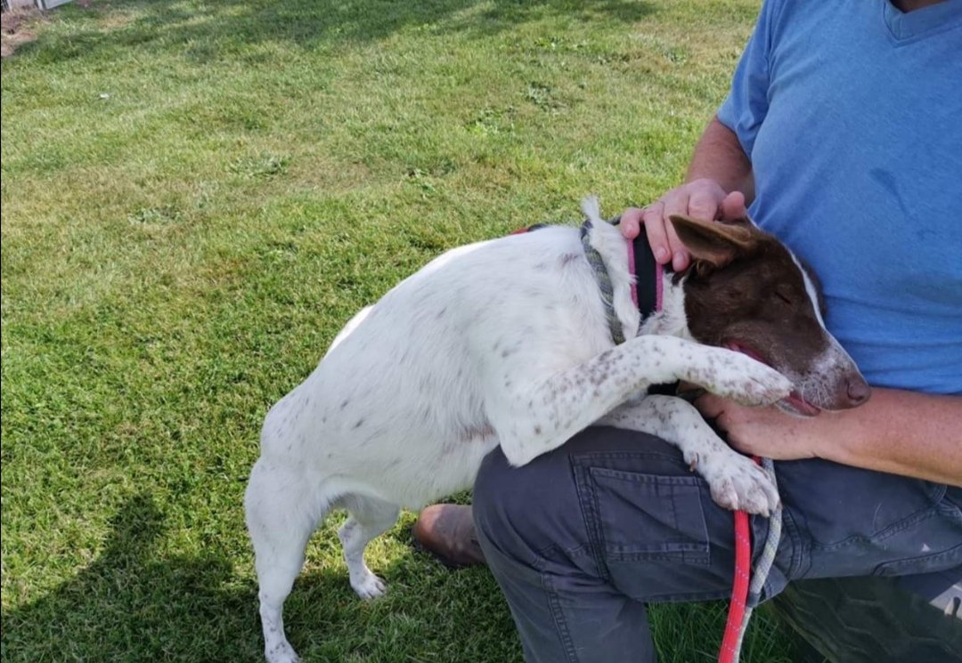 EverMore Dog Rescue on Twitter "Tulip has been at the rehoming centre for months now. It is so