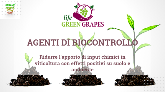 evoinos's tweet photo. "Dal Vivaio al Vigneto" Life Green Grapes: in a modern sustainable viticulture, follow vine health from nursery to harvesting #tracing #biocontrol #biodiversity https://t.co/IUf5Mox2Z5 #transmediterranean @italyincyprus @CyprusinItaly @CyUniTech https://t.co/8Nkn1pZ21u