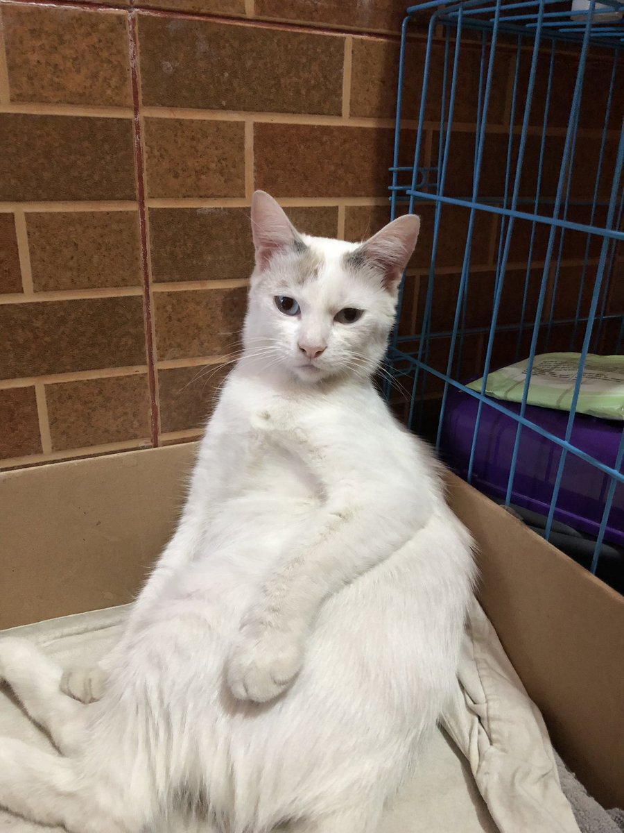 Ada yang lagi ngambek abis disuntik 😢