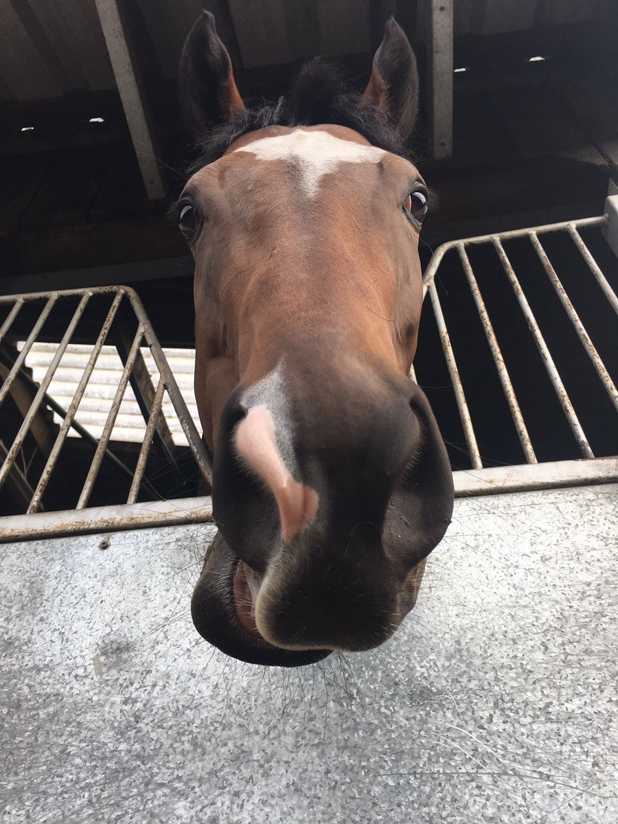 Racingwelfare's tweet photo. We’re underway at @arenaracingco #MaltonOpenDay! Don’t forget, yards are open until 12 with action on Highfield Gallops following on from 12.30 #malton #racing #openyards #comeondown https://t.co/UHzaXjN4lE