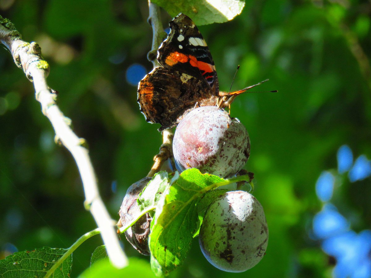 Red Admiral on the plum tree in my garden this morning. <a href="/savebutterflies/">Butterfly Conservation 🦋</a> 
#AutumnAdmirals #autumn #Butterflies #redadmiral #insects #wildlife #britishwildlife #canonsx60hs