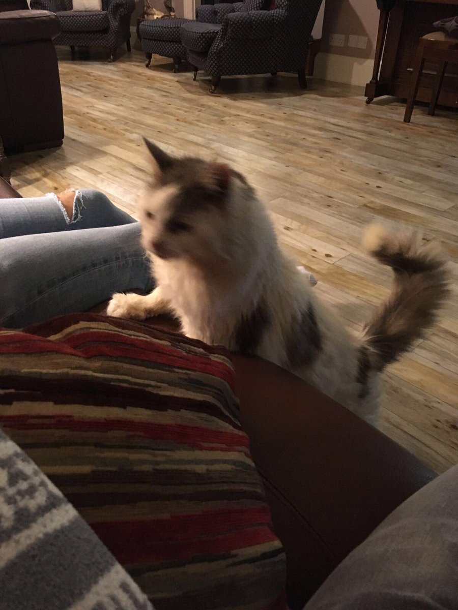 Lisa Settle tweet media