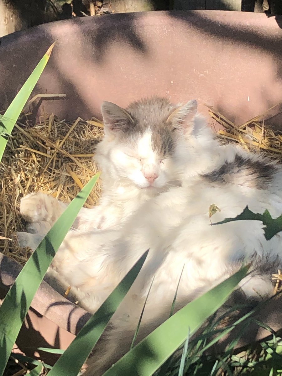 Lisa Settle tweet media