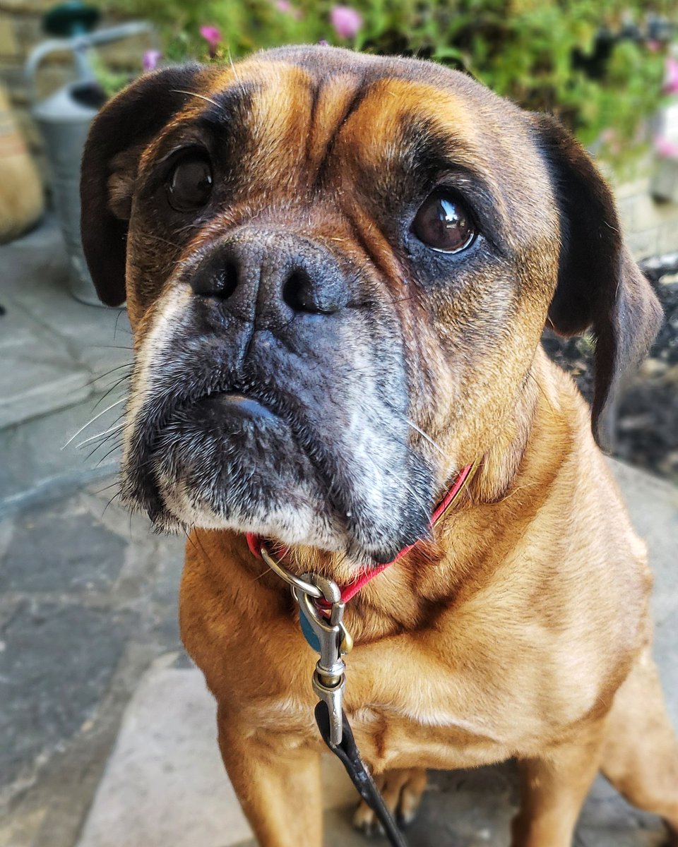 Miss J giving us her expert  'puppy dog eyes'
😍💖🐕🐾🐕💖😍
#puppydogeyesexpert #puppydogeyes #oldenglishbulldog #mushyface #walkinthedoginwhitby #walkinthedog #whitbydogwalkers #whitbydogwalking