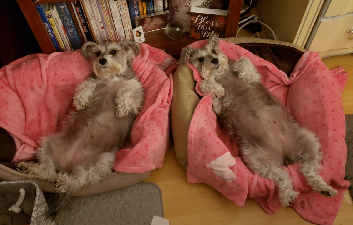 schnauzertwins's tweet photo. Happy Sunday Furiends! ❤❤❤
#HappySunday #Heidi #Bella #twinschnauzers #schnauzertwins #SchnauzerGang #miniatureschnauzer #minischnauzer #schnauzermom
#TooComfyToMove https://t.co/6aQqSMzprx