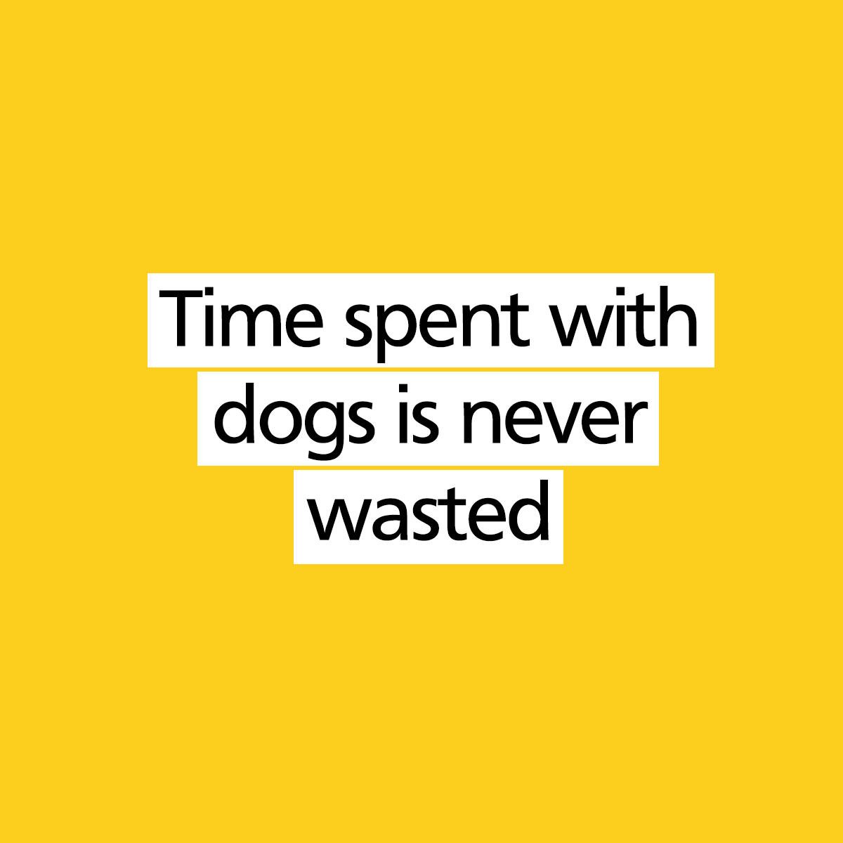 DogsTrust's tweet photo. A Sunday well spent, brings a week of content 🐶💛 https://t.co/NtTvnXUt0v