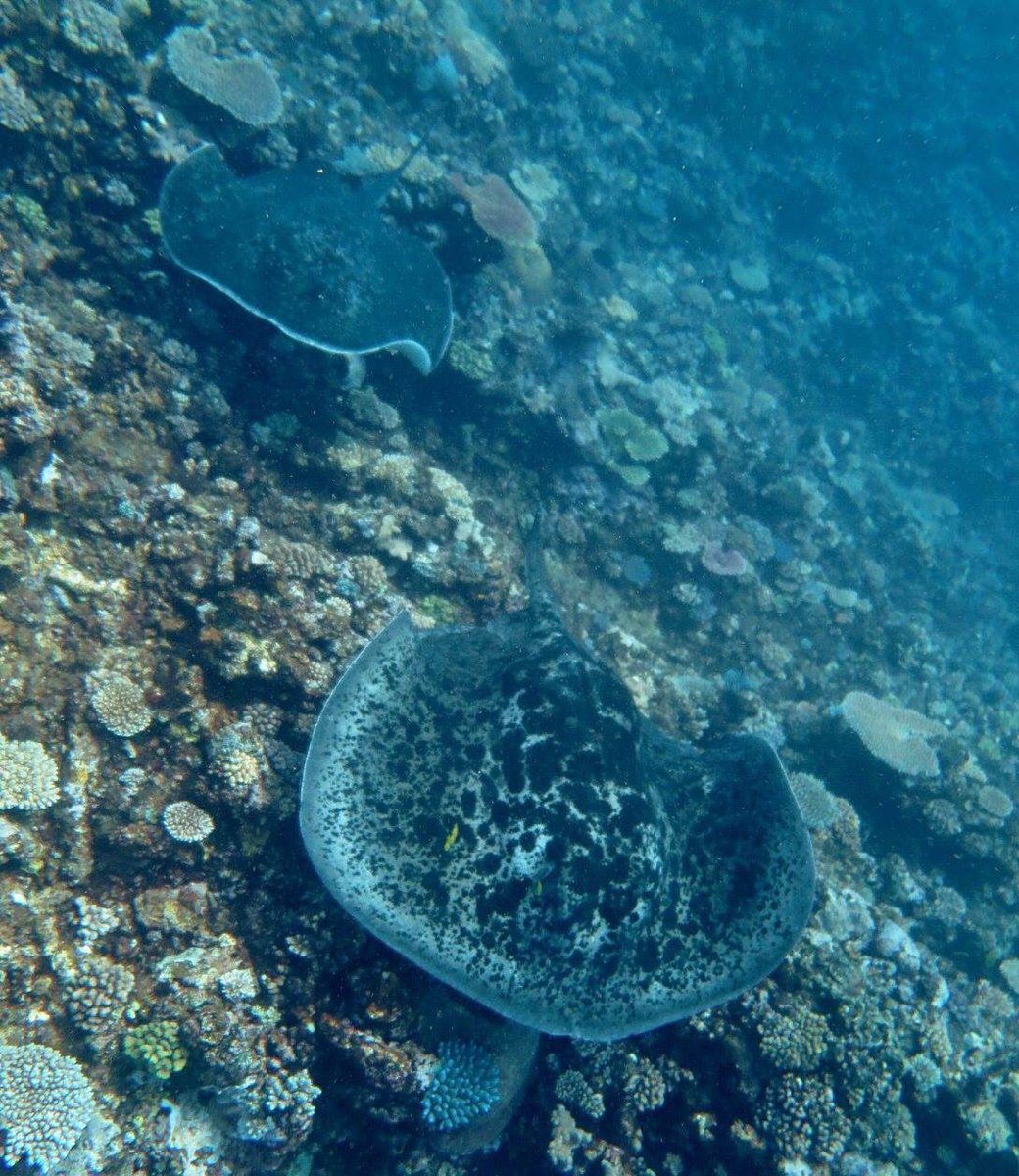 reef_scientist's tweet photo. Day77: Meet Taeniura meyeni! Among the Indo-Pacific's biggest #stingrays, the sofa-sized #MarbledRay (or #BlotchedFantailRay) has a distinct stubby tail &amp; round blotched disk. She's classed as "vulnerable" to extinction due to fishing &amp; loss of her reef habitat #100days100species https://t.co/28z25hbg3x