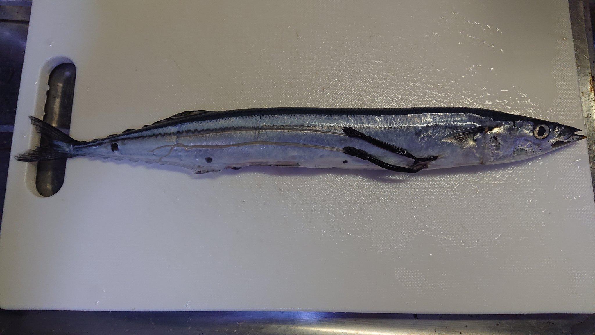 佐々木瑞希 旭川医大寄生虫 初物のサンマヒジキムシでーす 今年はサンマがあまり獲れないみたいなので この寄生虫に出会うことも少ないかもしれません さみしいですね T Co Ut37vhjpi4 Twitter