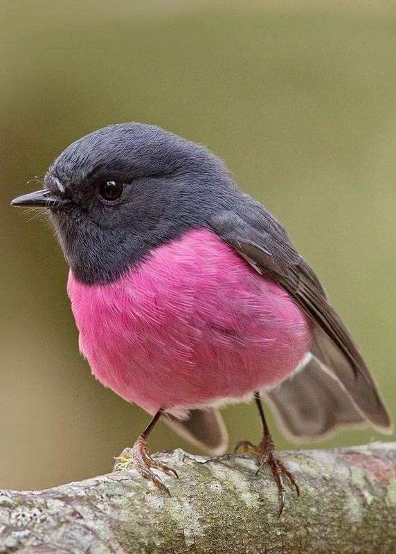 世界にはこんなにかわいい配色の鳥がいる