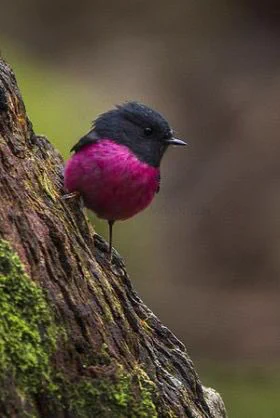 世界にはこんなにかわいい配色の鳥がいる