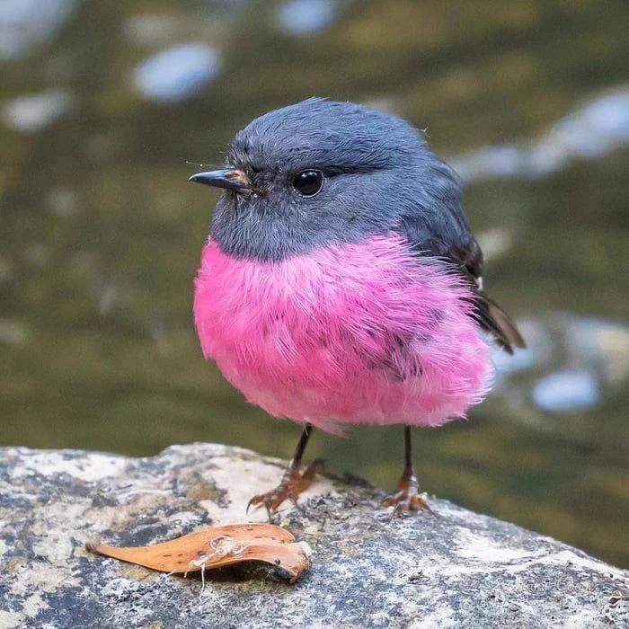 世界にはこんなにかわいい配色の鳥がいる