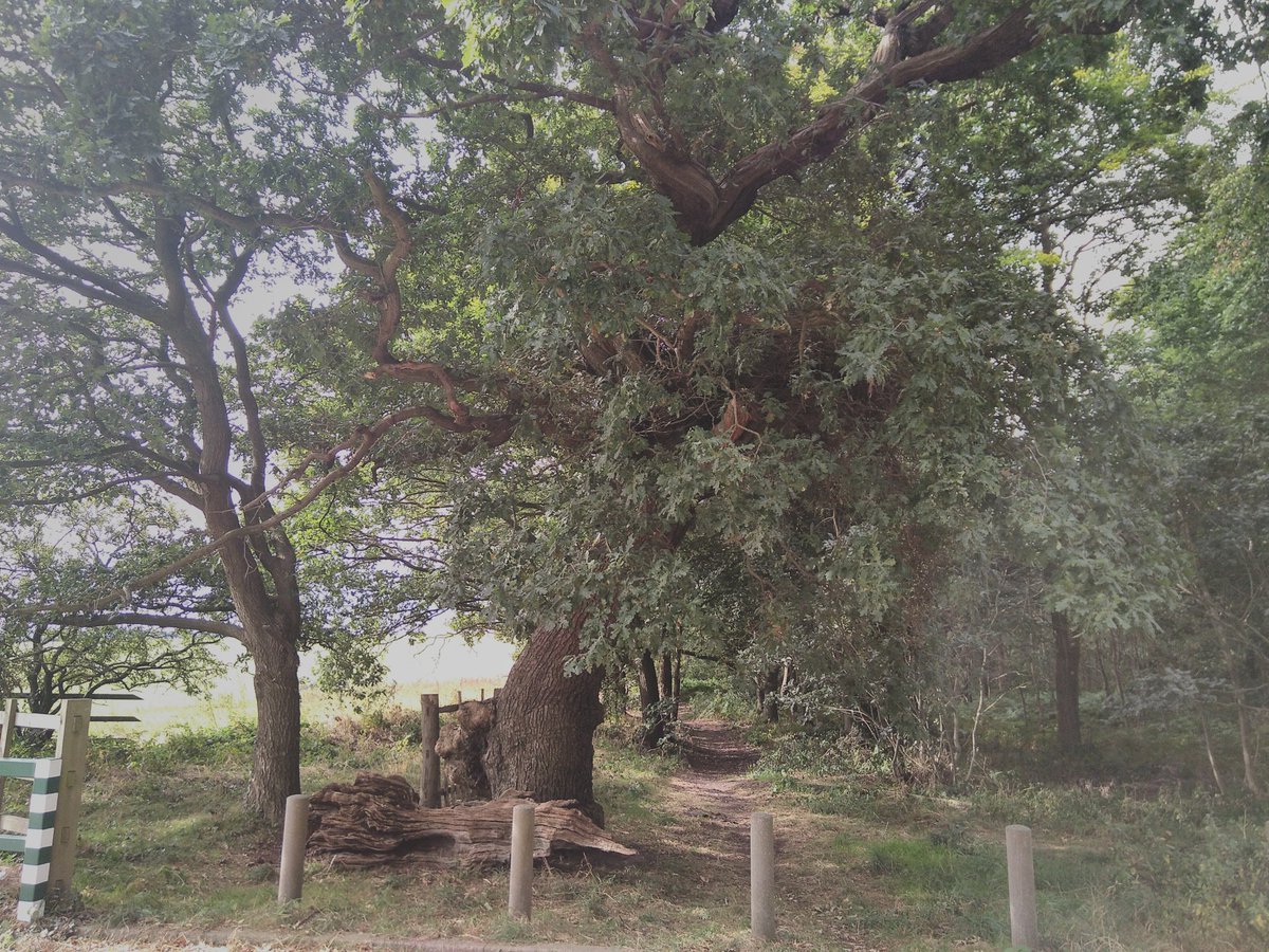 Imagine being over 1000 years old and still being fertile. Acorns coming along nicely. Nature is my Viagra! #ancienttree <a href="/AncientTreesATF/">Ancient Tree Forum</a> @SherwoodTrust
