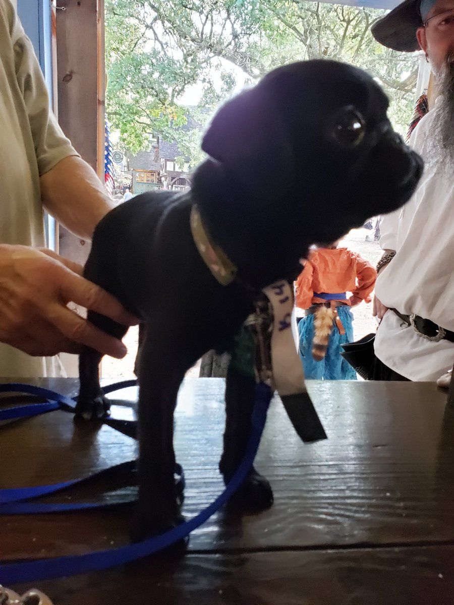 RogueMaille's tweet photo. Booth visitor! #minnesotarenaissancefestival #mnrf #petweekend #chainmaille #chainmail #scalemaille #scalemail #armor #cosplay #larp #steampunk #renaissancefestival #rennaisancefaire #handmade #roguemaille https://t.co/INGUpACMni