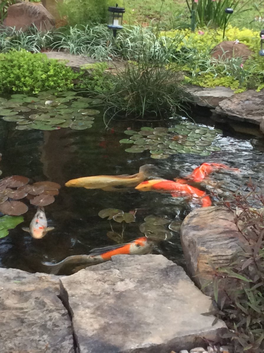 Nualgi Ponds On Twitter Swimming Is Great Swimming Through