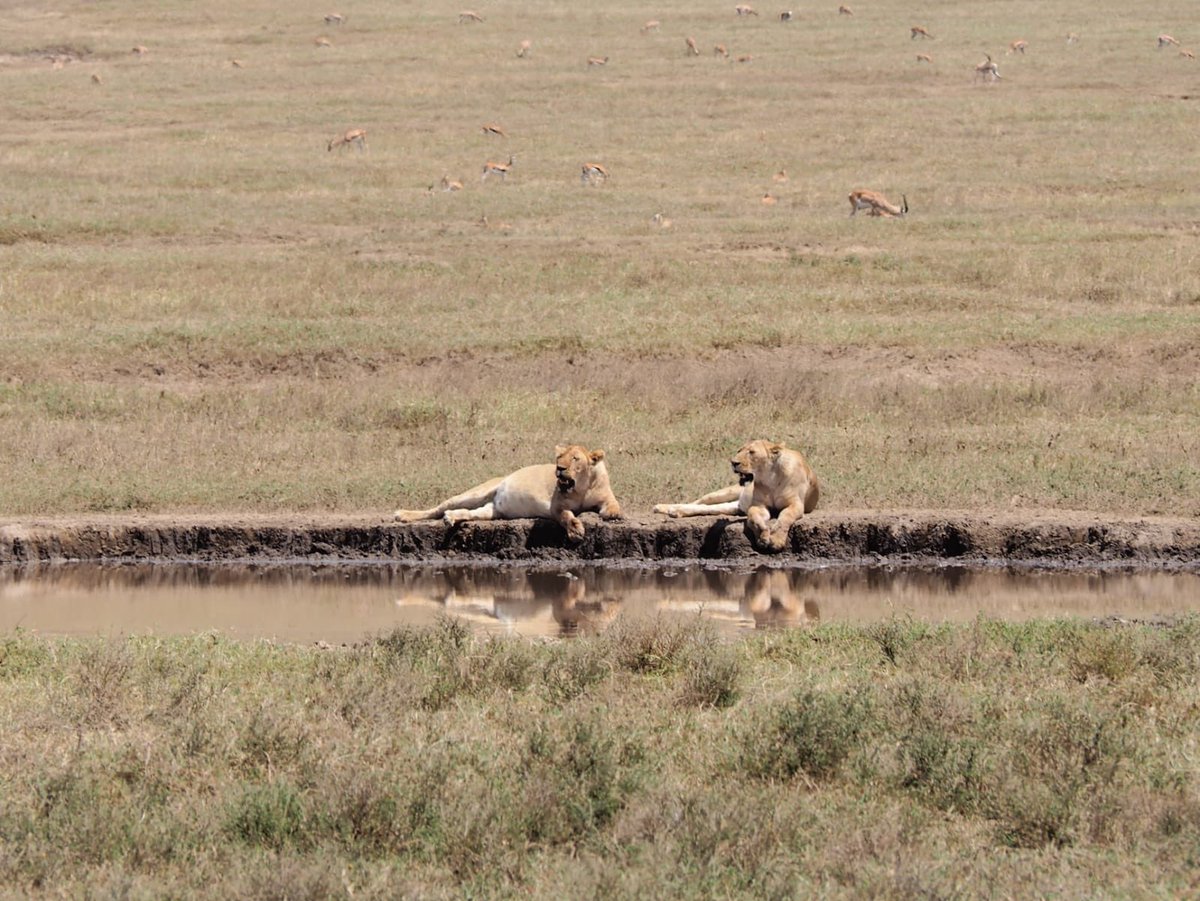 Its real #BehindtheScenes they can live together #NgorongoroNationalPark #Tanzania