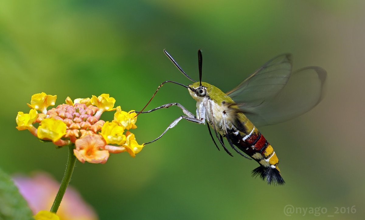 Nyago オオスカシバ さんは撮りやすい時と撮りにくい時があって この時は一か所で長めに吸ってて撮りやすかった 吸蜜 蜜吸い 虫 昆虫 Insect ランタナ 花 Flower