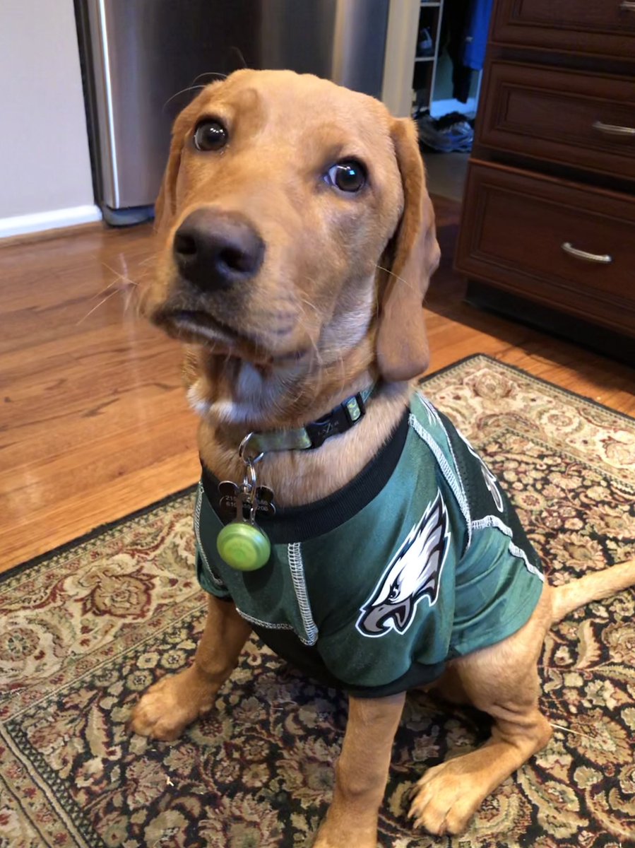 JennyFromDtown's tweet image. Someone’s ready for game day! Go Birds! #teameckfield #MissMolly #flyeaglesfly #bleedgreen 🖤 🦅 🏈 💚 @Eagles @6abc
