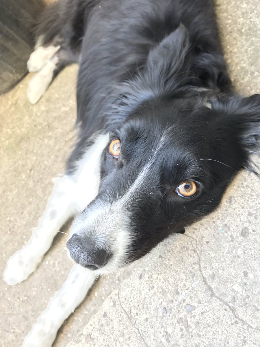 BansheeThoughts's tweet photo. Beat the heat, lie on concrete! #bordercollie #heatwave #dogsoftwitter https://t.co/TEIYRYfPYQ