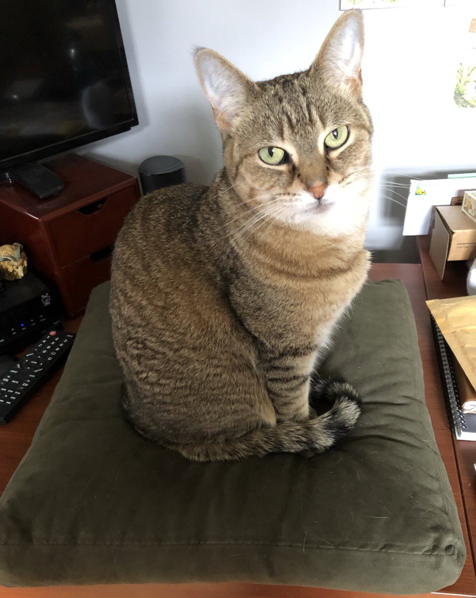 m_eleven's tweet photo. Evie is displeased with the general level of maintenance of the litter box and has asked to speak to the manager. 🙄#cattitude #SundayService #catprivilege #CatsOfTwitter https://t.co/jSo7GFtE9f