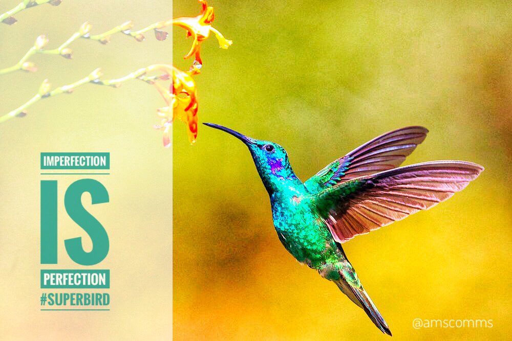 amscomms's tweet photo. Fact: Hummingbirds’ feet don’t work very well. In fact, these birds can hardly walk. 
#NationalGeographic #fact #nature #walk #birds #hummingbird #feet #secondleg #imperfection #chineseproverb #perfect #colibri #kensington #Communications #branding #perspective https://t.co/IZpYrl1VG5