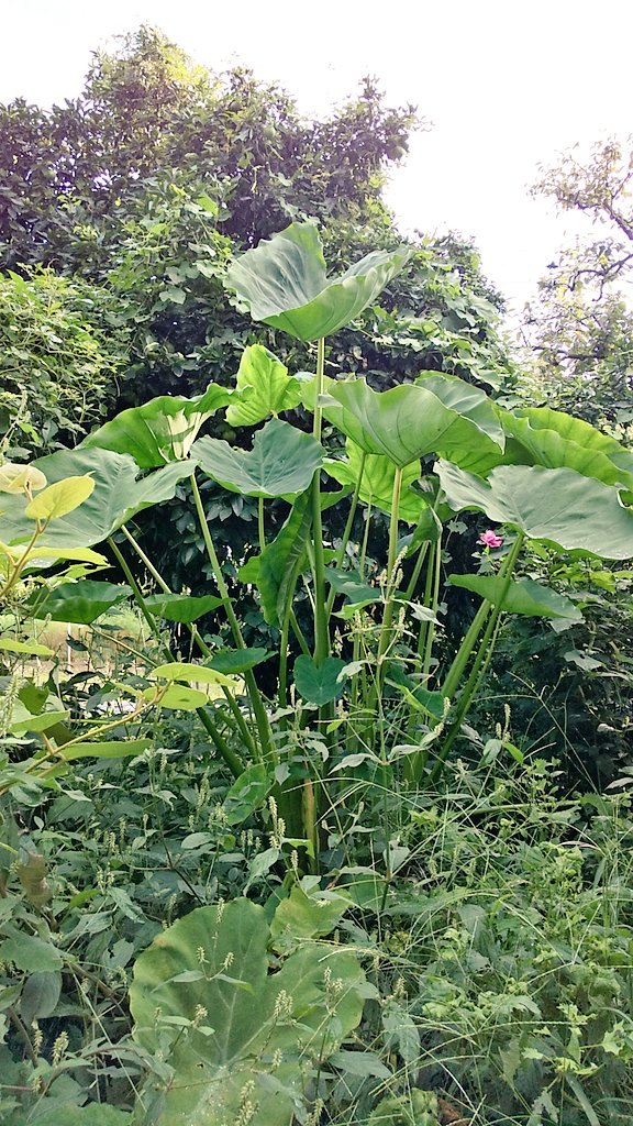 Twitter पर のんぼ こんばんは この芋虫はよくいますね 私の里芋畑はアメリカヨトウムシにやられます 農薬の判子押さないと売ってくれない 毛虫専用のディプテレックス粉剤ぶっ掛けても シャアシャアと平気なんですよ 因みに里芋は 水が好きだから乾燥した土地だ Twitter पर のんぼ こんばんは この芋虫はよくいますね 私の里芋畑はアメリカヨトウムシにやられます 農薬の判子押さないと売ってくれない 毛虫専用のディプテレックス粉剤ぶっ掛けても シャアシャアと平気なんですよ 因みに里芋は 水が好きだから乾燥した土地だ