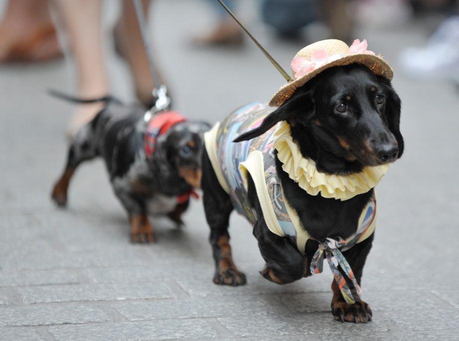 culture_pl's tweet photo. The cutest march around - today's the 25th annual Dachshund Parade in Kraków! 🐶 🐕

👉 https://t.co/YvSHa7FFmC https://t.co/UzVxNcdBYd