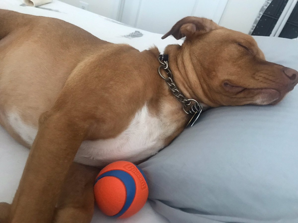 OshPup77's tweet photo. Dreaming about some OVI O’S CEREAL! Mom & dad better get me some soon!!!! 🐾 please...🙏
.
.
#OVIOs #LetsGoCaps #capsfan #capslife #rockthered #capscanines #capspets #giantfood
@NoVa_Caps @ryanharding86 @GiantFood https://t.co/7sV7VuJUpG