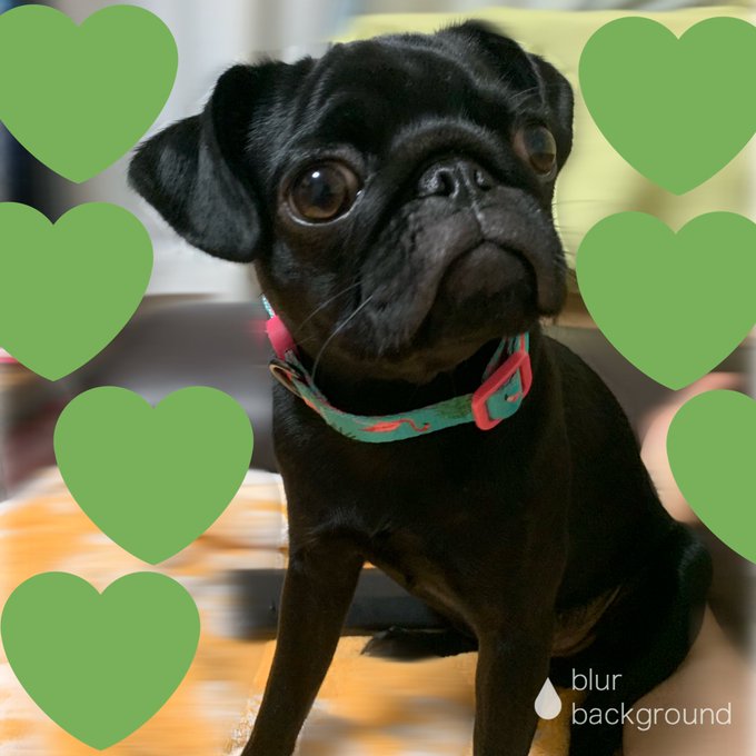 めろめろーーーん❤️❤️❤️ https://t.co/Xjd4ec9M12<a href="/tag/pug"class="tags"><span>#pug</span></a><a href="/tag/%E3%83%91%E3%82%B0"class="tags"><span>#パグ</span></a><a href="/tag/%E9%BB%92%E3%83%91%E3%82%B0"class="tags"><span>#黒パグ</span></a><a href="/tag/blackmonster"class="tags"><span>#blackmonster</span></a><a href="/tag/13%E3%83%B6%E6%9C%88"class="tags"><span>#13ヶ月</span></a><a href="/tag/%E7%8A%AC%E8%A6%8B%E7%9F%A5%E3%82%8A%E3%81%A0%E3%81%91%E3%81%A9%E3%82%8F%E3%81%9F%E3%81%97"class="tags"><span>#犬見知りだけどわたし</span></a>