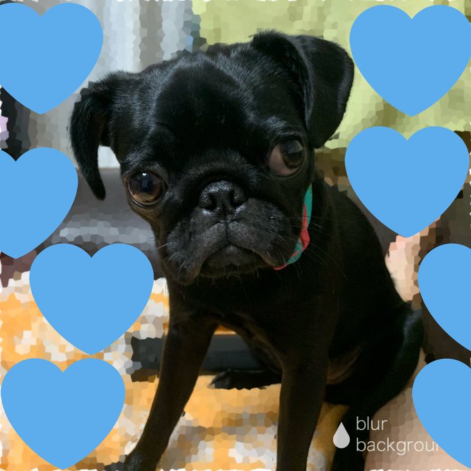 めろめろーーーん❤️❤️❤️ https://t.co/Xjd4ec9M12<a href="/tag/pug"class="tags"><span>#pug</span></a><a href="/tag/%E3%83%91%E3%82%B0"class="tags"><span>#パグ</span></a><a href="/tag/%E9%BB%92%E3%83%91%E3%82%B0"class="tags"><span>#黒パグ</span></a><a href="/tag/blackmonster"class="tags"><span>#blackmonster</span></a><a href="/tag/15%E3%83%B6%E6%9C%88"class="tags"><span>#15ヶ月</span></a>