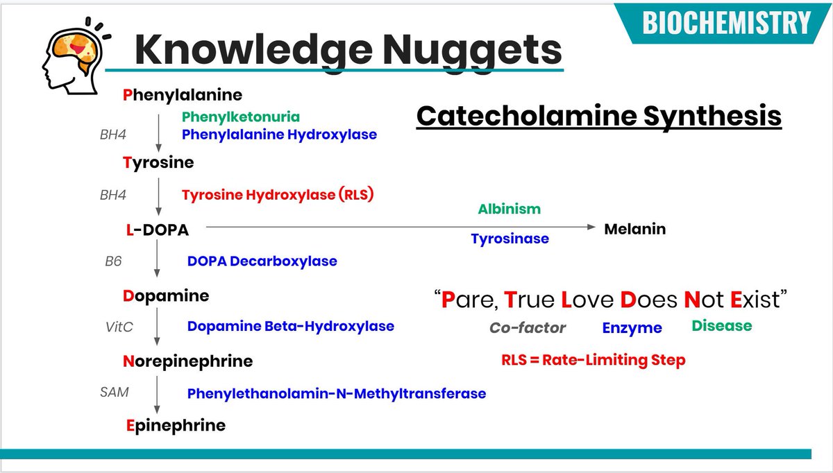 Lipolysis and the Oxidation of Fatty Acids - The Medical Biochemistry Page, image size:1200x682