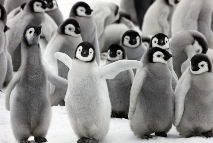 動物の習性図鑑 على تويتر 皇帝ペンギンのヒナ 皇帝ペンギンのヒナは集団で 寒さや危険から身を守る為に 群れを作ります この行動を クレイシ と呼びます