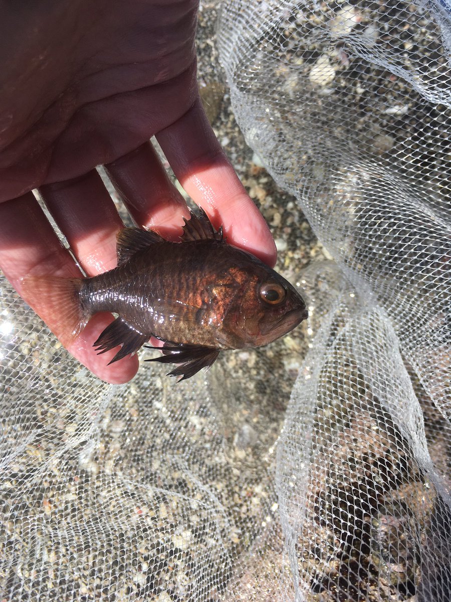 海水魚採集 海水魚採集