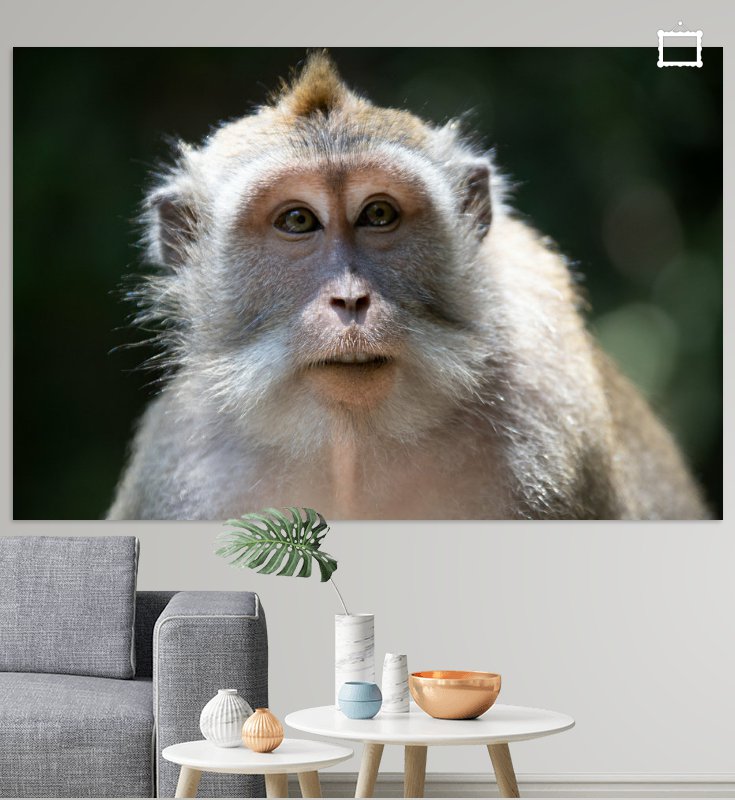 Weer bijzonder nieuwe #foto's toegevoegd aan de collectie.
Waaronder deze #aap die is #gefotografeerd op #Bali  wil je een origineel werk aan je muur? Kijk een gerust rond op 
werkaandemuur.nl/nl/beelden/Ger…