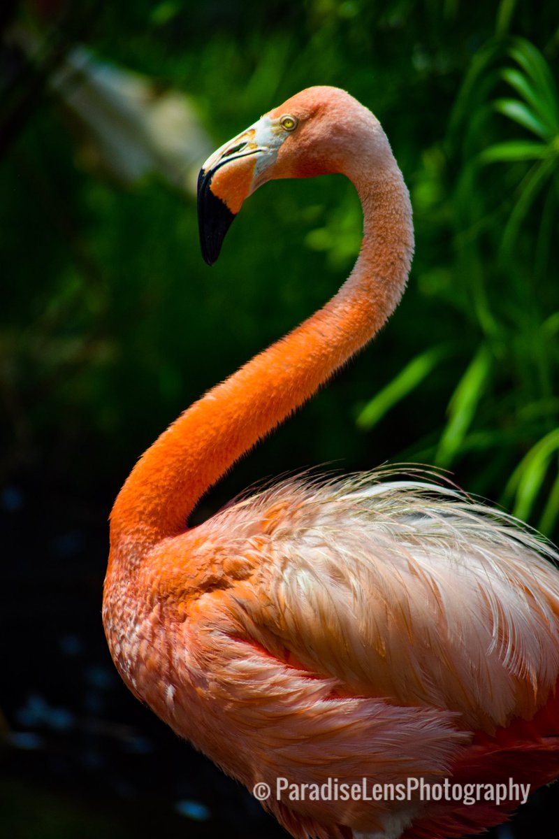 Happy Sunday Funday #flamingo 💖 #bird_illife #bird_captures #birds_natural #raw_birds #bird_lovers #birdshots #birding #birdwatching #bird_brilliance #birdlovers #natgeo #natgeowild #natgeohub #floridawildlife #wildlife #bird #birds #bird_lovers #bird_watchers_daily