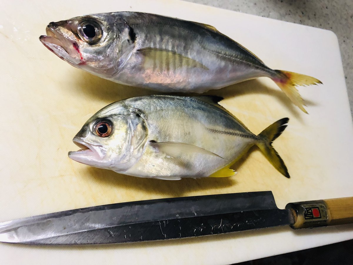 涼太 ジグで釣った2種類のアジを 1匹づつお持ち帰り笑 上がマアジで 下がギンガメアジ メッキ 涼太 ジグで釣った2種類のアジを 1匹づつお持ち帰り笑 上がマアジで 下がギンガメアジ メッキ
