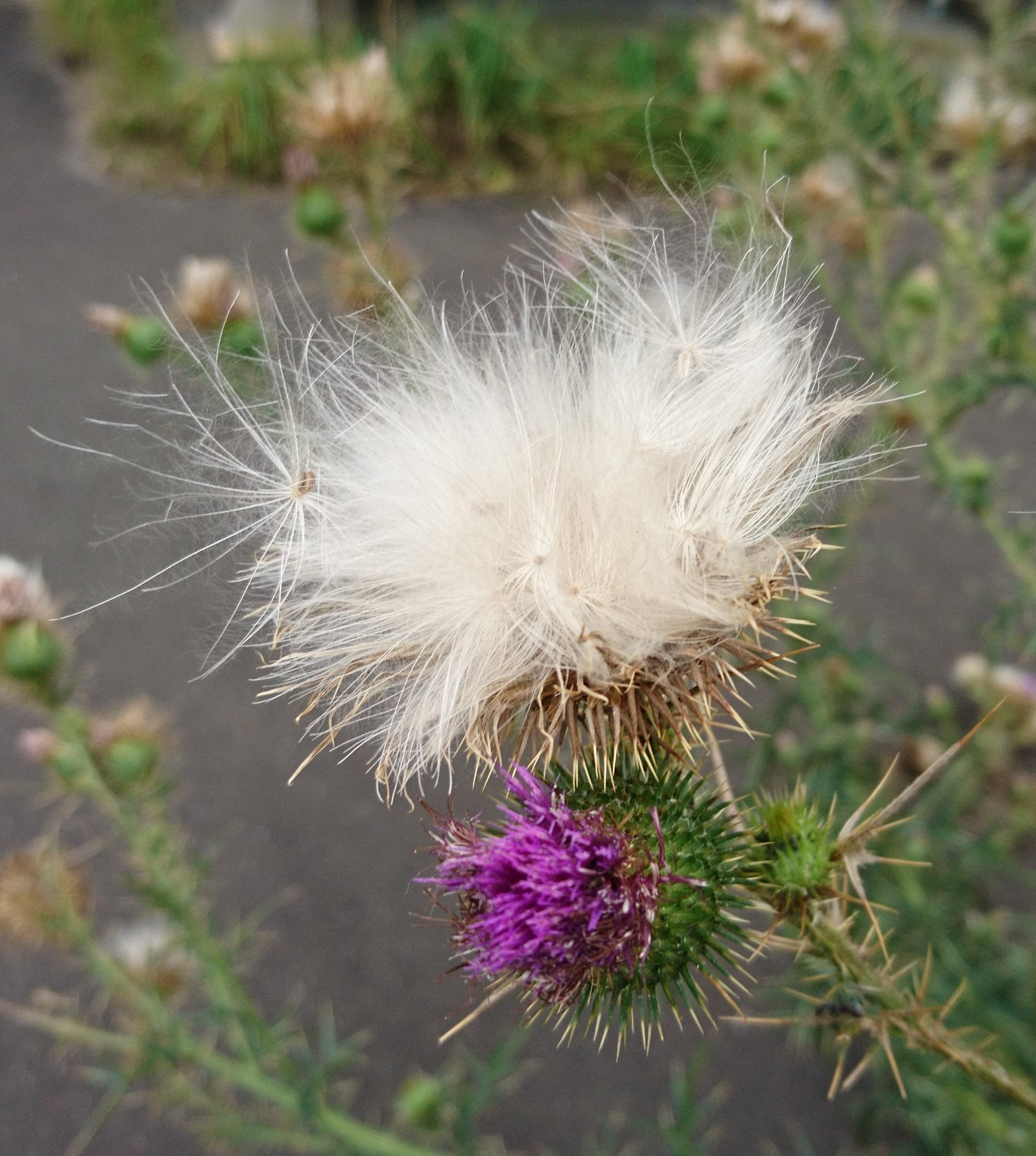 Pom Param アザミかな 綿毛 ふわふわと ケサランパサランだと思ってた 植物って凄い 穏やかな夜を おやすみなさい T Co Nguakzgvak Twitter