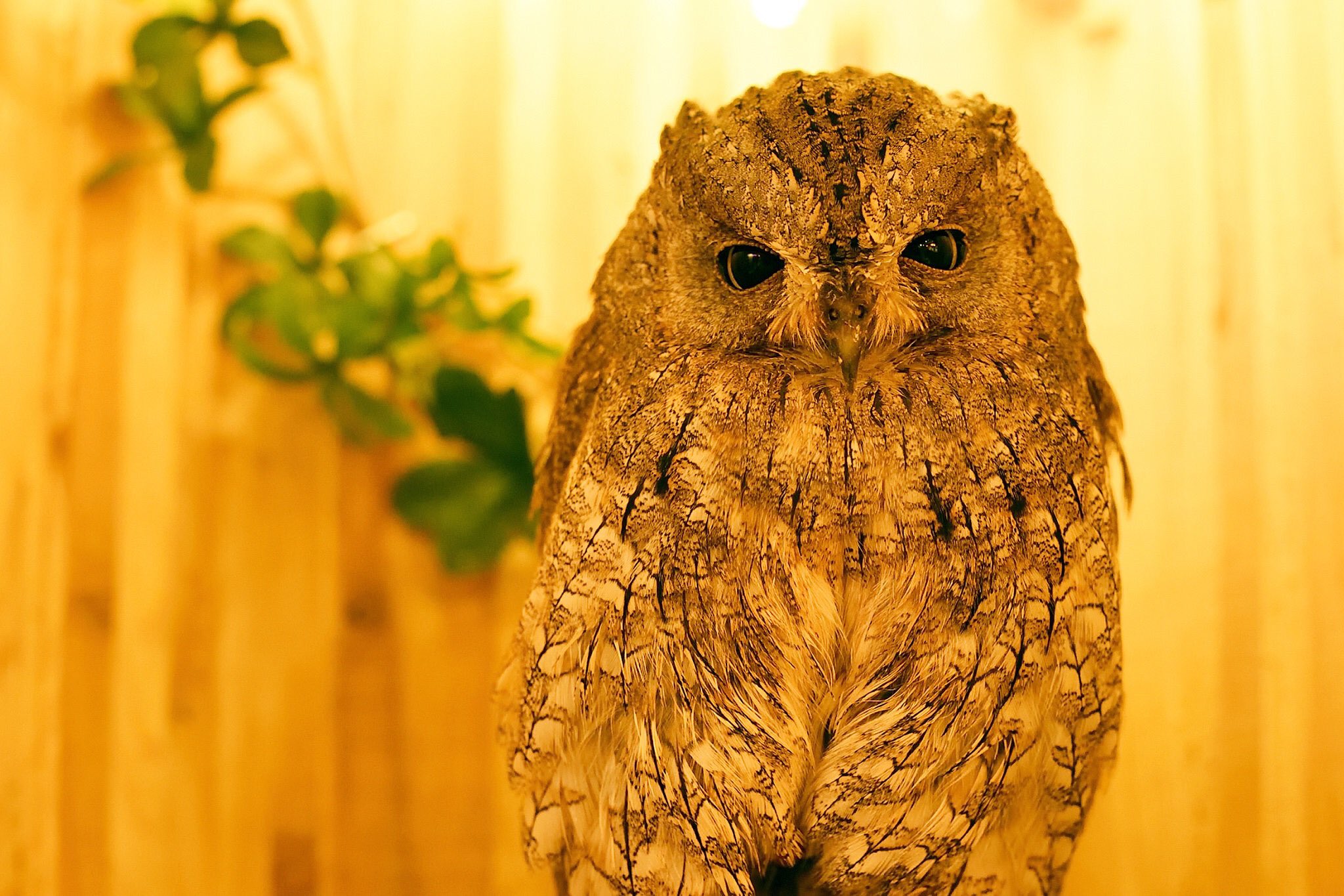 大阪難波千日前 夕焼けのふくろうカフェ Sunset Owl Cafe 新潟 石川 福井 京都 長野 岐阜 三重 愛知 名古屋 静岡 群馬 山梨 埼玉の皆様 秋の観光は大阪難波千日前 夕焼けのふくろうカフェへ 大阪市中央区千日前1 9 12トマトビルb1 地下鉄御堂筋
